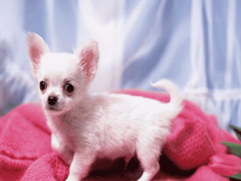 银川试管收费标准试管具体费用清单试管加金属颗粒