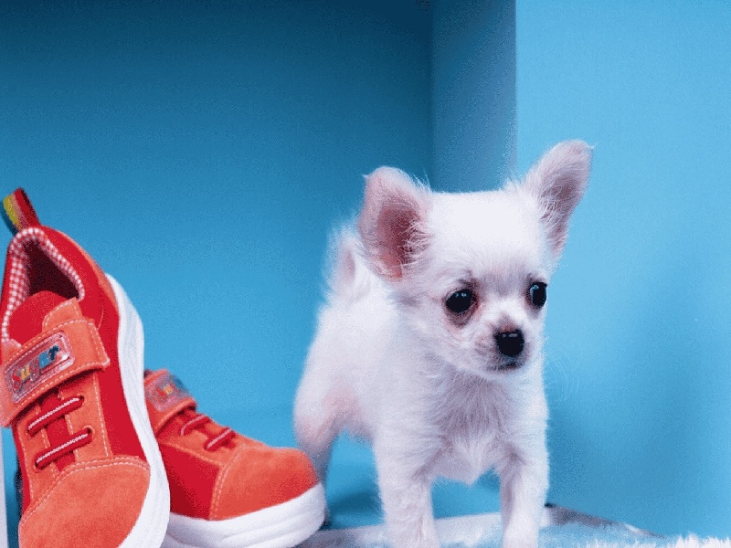 试管烘烤种子图片陈美娜北京试管北京试管国际中介